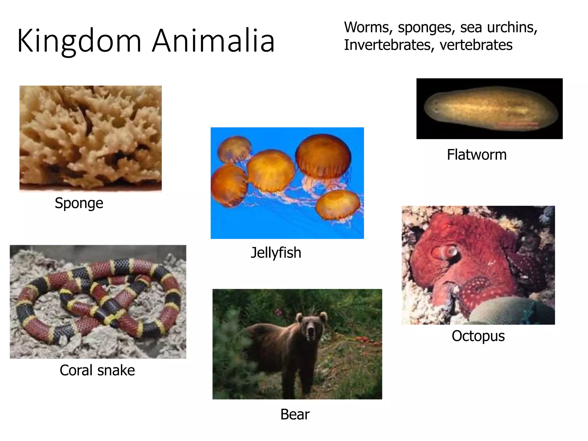 Kingdom Animalia
Coral snake
Sponge
Flatworm
Octopus
Jellyfish
Bear
Worms, sponges, sea urchins,
Invertebrates, vertebrates
 
