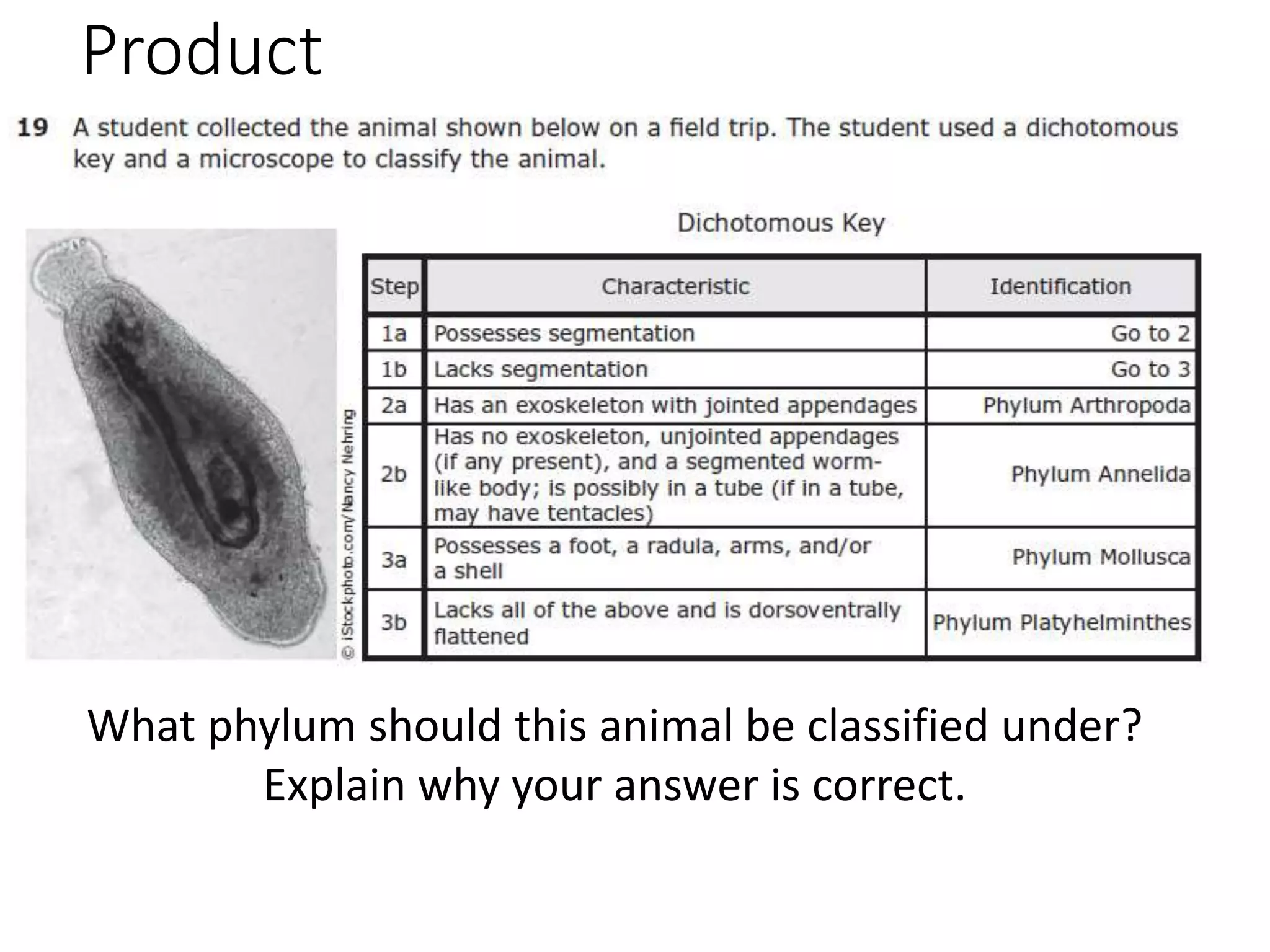 Product
What phylum should this animal be classified under?
Explain why your answer is correct.
 