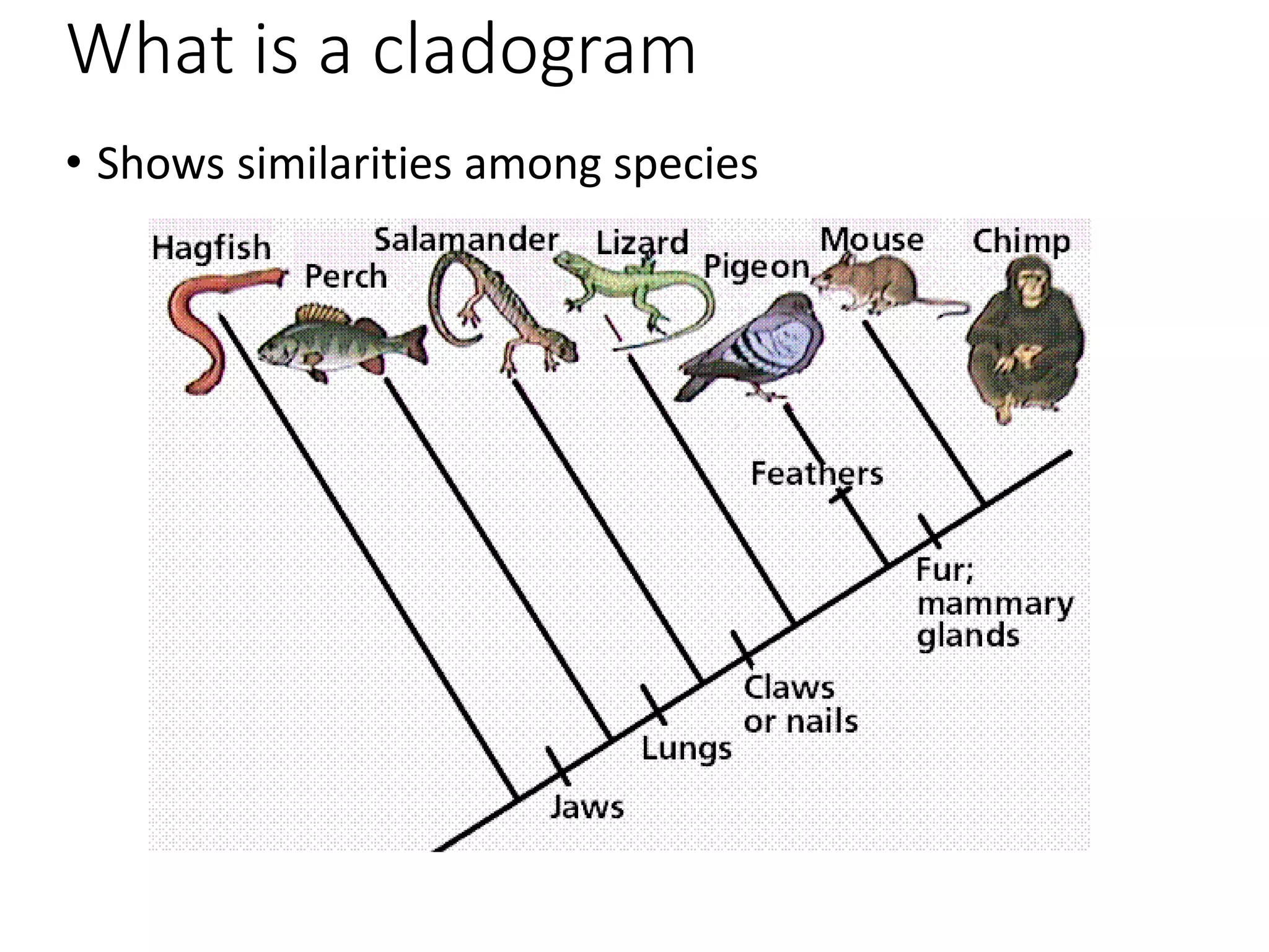 What is a cladogram
• Shows similarities among species
 