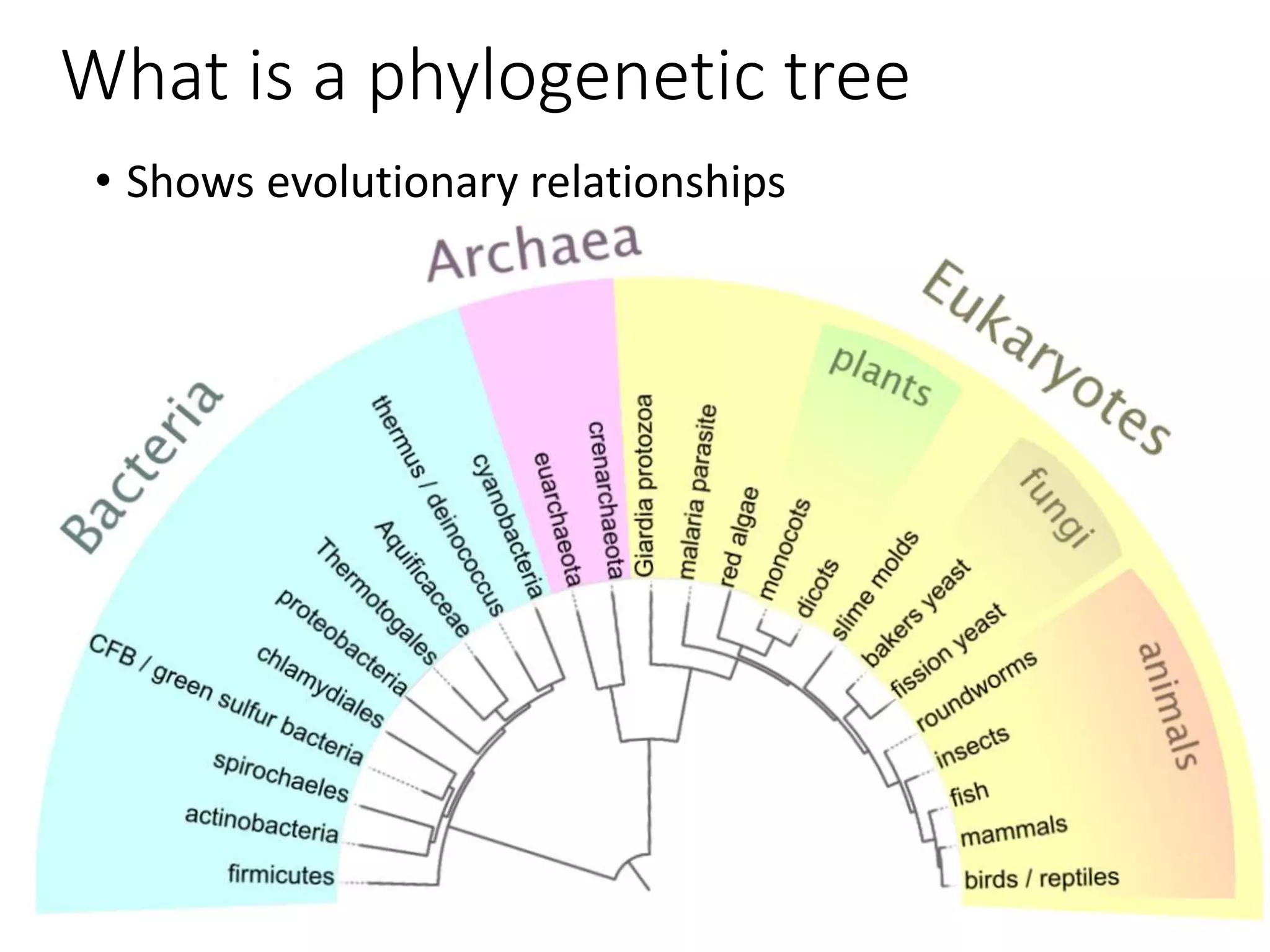 What is a phylogenetic tree
• Shows evolutionary relationships
 
