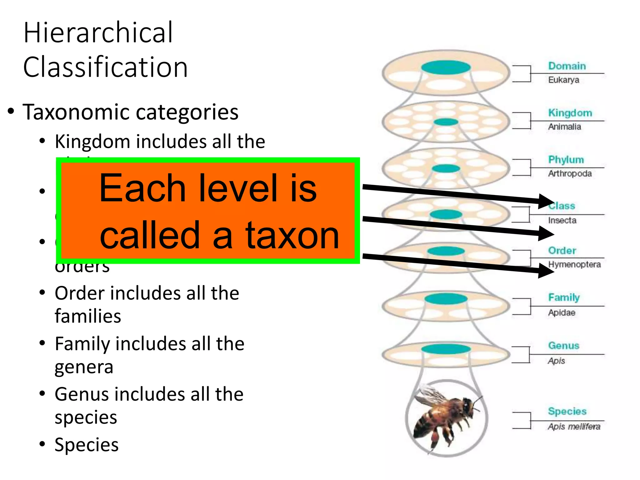 Hierarchical
Classification
• Taxonomic categories
• Kingdom includes all the
phyla
• Phylum includes all the
classes
• Class includes all the
orders
• Order includes all the
families
• Family includes all the
genera
• Genus includes all the
species
• Species
Each level is
called a taxon
 