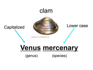Venus mercenary
(genus)
clam
Lower caseCapitalized
(species)
 