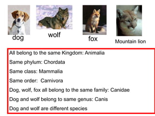 dog
Mountain lionfox
wolf
What are some ways these
animals are similar and what are
some ways they are different?
All belong to the same Kingdom: Animalia
Same phylum: Chordata
Same class: Mammalia
Same order: Carnivora
Dog, wolf, fox all belong to the same family: Canidae
Dog and wolf belong to same genus: Canis
Dog and wolf are different species
 