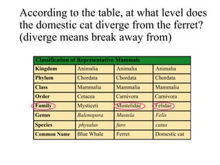 According to the table, at what level does
the domestic cat diverge from the ferret?
(diverge means break away from)
Classification of Representative Mammals
Kingdom
Phylum
Class
Order
Family
Genus
Species
Common Name
Animalia
Chordata
Mammalia
Cetacea
Mysticeti
Balenopora
physalus
Blue Whale
Animalia Animalia
Chordata Chordata
Mammalia Mammalia
Carnivora Carnivora
Mustelidae Felidae
Mustela Felis
furo catus
Ferret Domestic cat
 