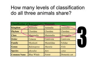 How many levels of classification
do all three animals share?
Classification of Representative Mammals
Kingdom
Phylum
Class
Order
Family
Genus
Species
Common Name
Animalia
Chordata
Mammalia
Cetacea
Mysticeti
Balenopora
physalus
Blue Whale
Animalia Animalia
Chordata Chordata
Mammalia Mammalia
Carnivora Carnivora
Mustelidae Felidae
Mustela Felis
furo catus
Ferret Domestic cat
 