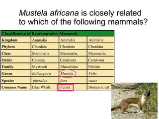 Mustela africana is closely related
to which of the following mammals?
Classification of Representative Mammals
Kingdom
Phylum
Class
Order
Family
Genus
Species
Common Name
Animalia
Chordata
Mammalia
Cetacea
Mysticeti
Balenopora
physalus
Blue Whale
Animalia Animalia
Chordata Chordata
Mammalia Mammalia
Carnivora Carnivora
Mustelidae Felidae
Mustela Felis
furo catus
Ferret Domestic cat
 
