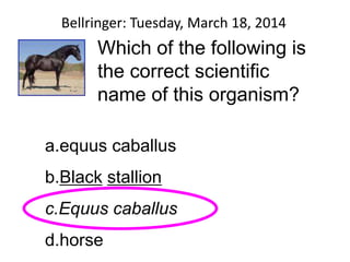 Bellringer: Tuesday, March 18, 2014
Which of the following is
the correct scientific
name of this organism?
a.equus caballus
b.Black stallion
c.Equus caballus
d.horse
 
