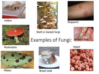 Examples of Fungi:
mildew
Bread mold
Shelf or bracket fungi
YEASTMushrooms
Mildew
Ringworm
Athlete’s foot
 