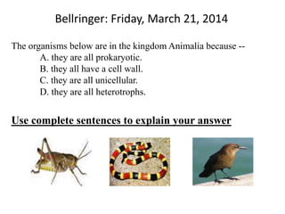 Bellringer: Friday, March 21, 2014
The organisms below are in the kingdom Animalia because --
A. they are all prokaryotic.
B. they all have a cell wall.
C. they are all unicellular.
D. they are all heterotrophs.
Use complete sentences to explain your answer
 