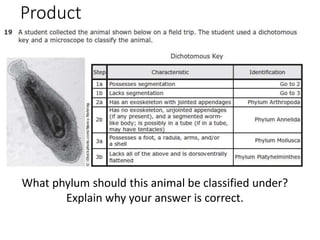 Product
What phylum should this animal be classified under?
Explain why your answer is correct.
 