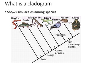What is a cladogram
• Shows similarities among species
 