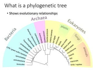 What is a phylogenetic tree
• Shows evolutionary relationships
 