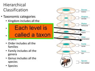 Hierarchical
Classification
• Taxonomic categories
• Kingdom includes all the
phyla
• Phylum includes all the
classes
• Class includes all the
orders
• Order includes all the
families
• Family includes all the
genera
• Genus includes all the
species
• Species
Each level is
called a taxon
 