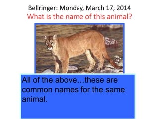 Bellringer: Monday, March 17, 2014
What is the name of this animal?
a. Puma
b. Cougar
c. Mountain lion
d. Panther
All of the above…these are
common names for the same
animal.
 