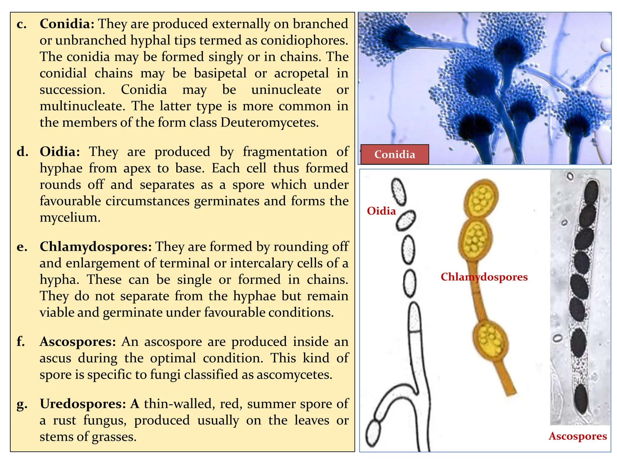Unit –10– General Characters and Classification of Fungi by Dr. Kirtika ...