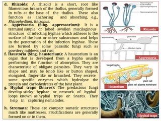 Rizoid Roots General Characters and Classification of Fungi by Dr. Kirtika Padalia ...