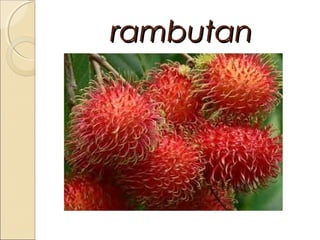 rambutan

 