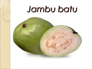 Jambu batu

 