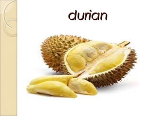 durian

 
