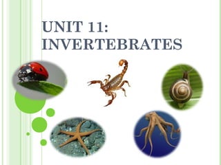 UNIT 11:
INVERTEBRATES
 