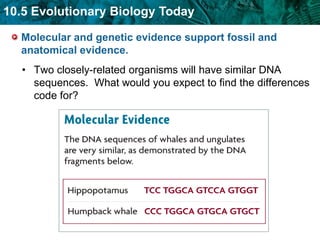 Molecular and genetic evidence support fossil and anatomical evidence.  Two closely-related organisms will have similar DNA sequences.  What would you expect to find the differences code for?