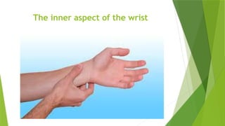 The inner aspect of the wrist
 