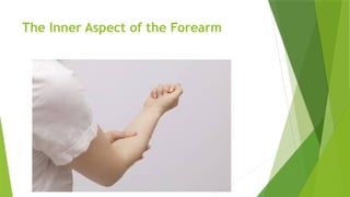 The Inner Aspect of the Forearm
 