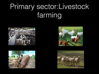 Primary sector:Livestock
farming
 