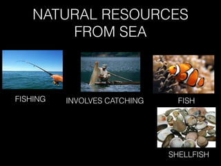 NATURAL RESOURCES
FROM SEA
FISHING INVOLVES CATCHING FISH
SHELLFISH
 