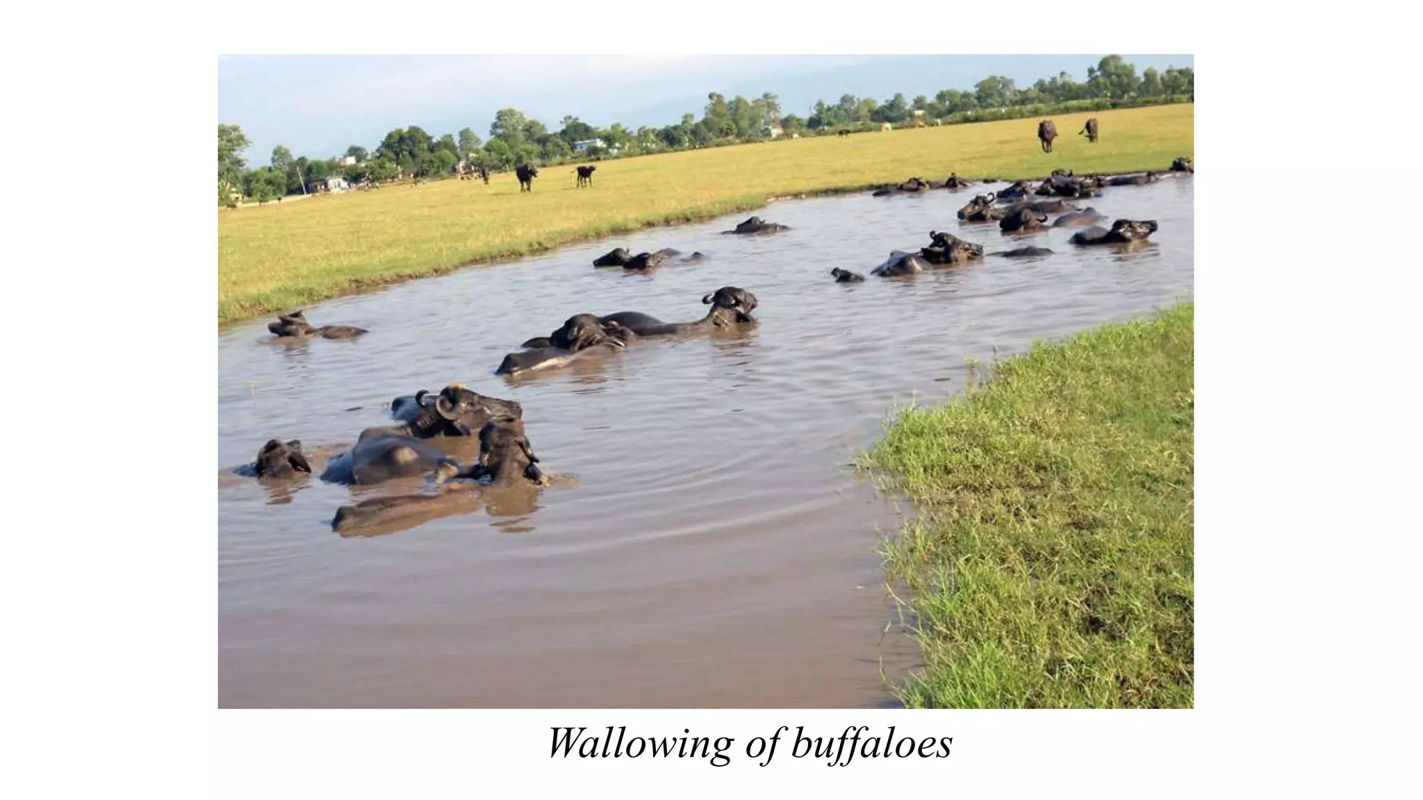 Unit 11 Management of Calves, growing Heifers, and Milch animals.pptx