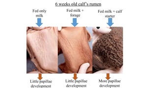 Calf Rumen Development Unit 11 Management of Calves, growing Heifers, and Milch animals.pptx