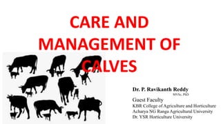 CARE AND
MANAGEMENT OF
CALVES
Dr. P. Ravikanth Reddy
MVSc, PhD
Guest Faculty
KBR College of Agriculture and Horticulture
Acharya NG Ranga Agricultural University
Dr. YSR Horticulture University
 