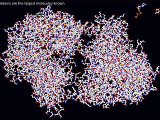 Proteins are the largest molecules known