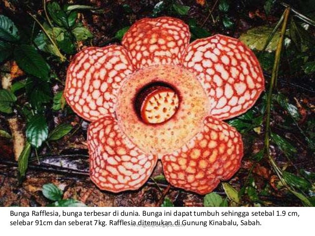 Geo Ting 1: Jenis dan taburan tumbuhan di Malaysia
