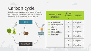 Understanding the Carbon Cycle: Processes and Environmental Impact | PPTX