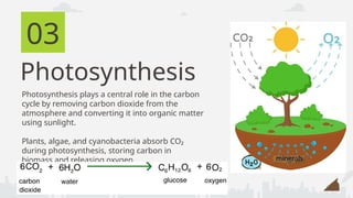 Understanding the Carbon Cycle: Processes and Environmental Impact | PPTX
