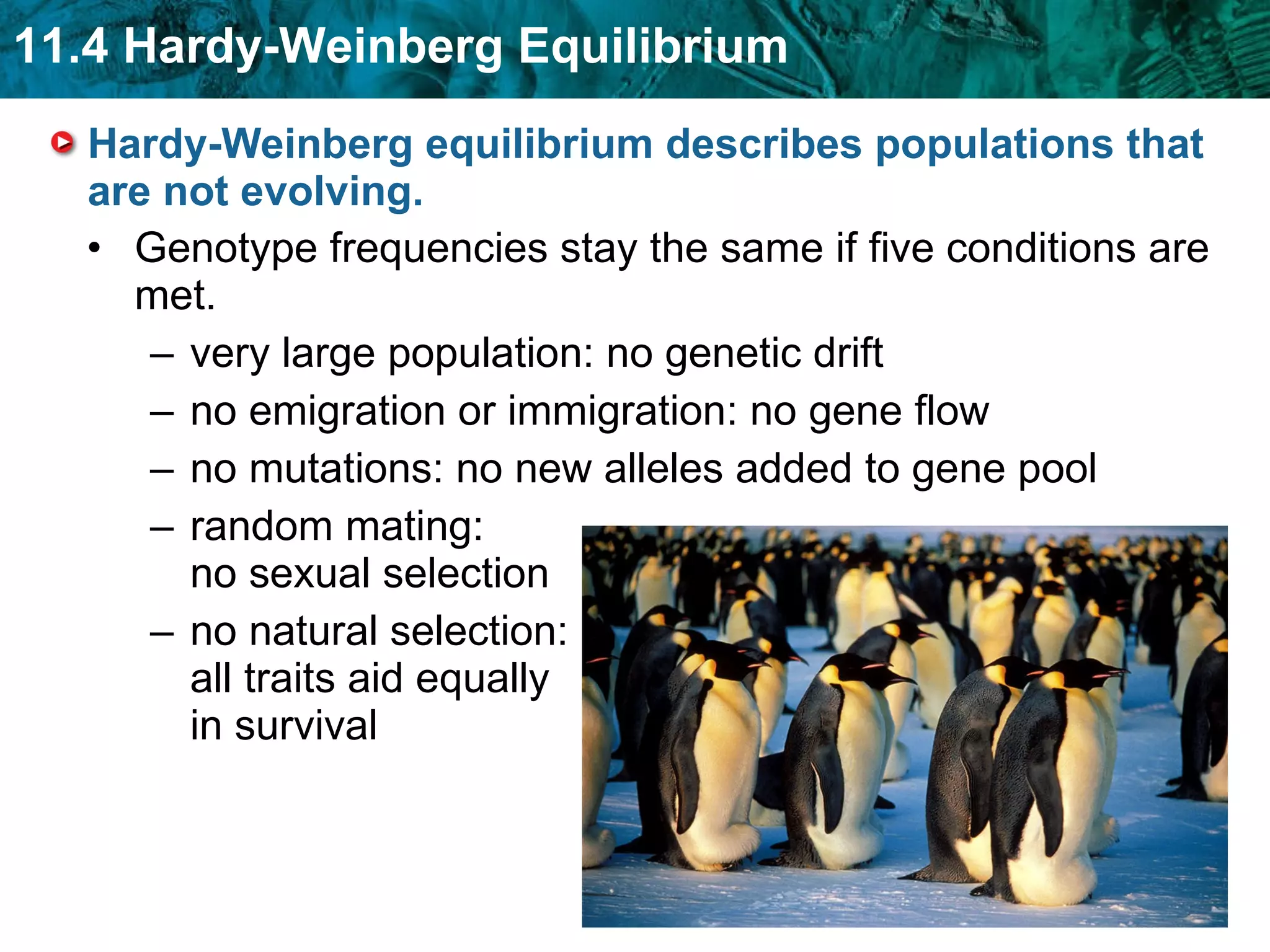 Hardy-Weinberg equilibrium describes populations that are not evolving.  Genotype frequencies stay the same if five conditions are met. very large population: no genetic drift  no emigration or immigration: no gene flow  no mutations: no new alleles added to gene pool random mating: no sexual selection no natural selection: all traits aid equally in survival  