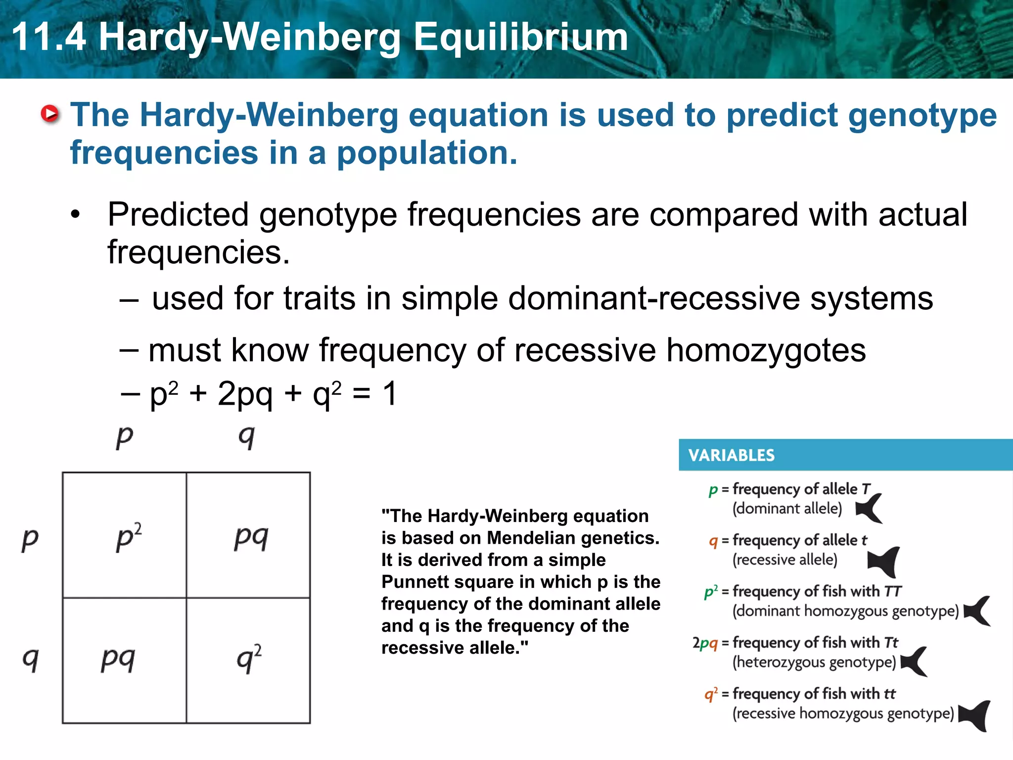 The Hardy-Weinberg equation is used to predict genotype frequencies in a population.  Predicted genotype frequencies are compared with actual frequencies. used for traits in simple dominant-recessive systems must know frequency of recessive homozygotes p 2  + 2pq + q 2  = 1 "The Hardy-Weinberg equation is based on Mendelian genetics. It is derived from a simple Punnett square in which p is the frequency of the dominant allele and q is the frequency of the recessive allele." 