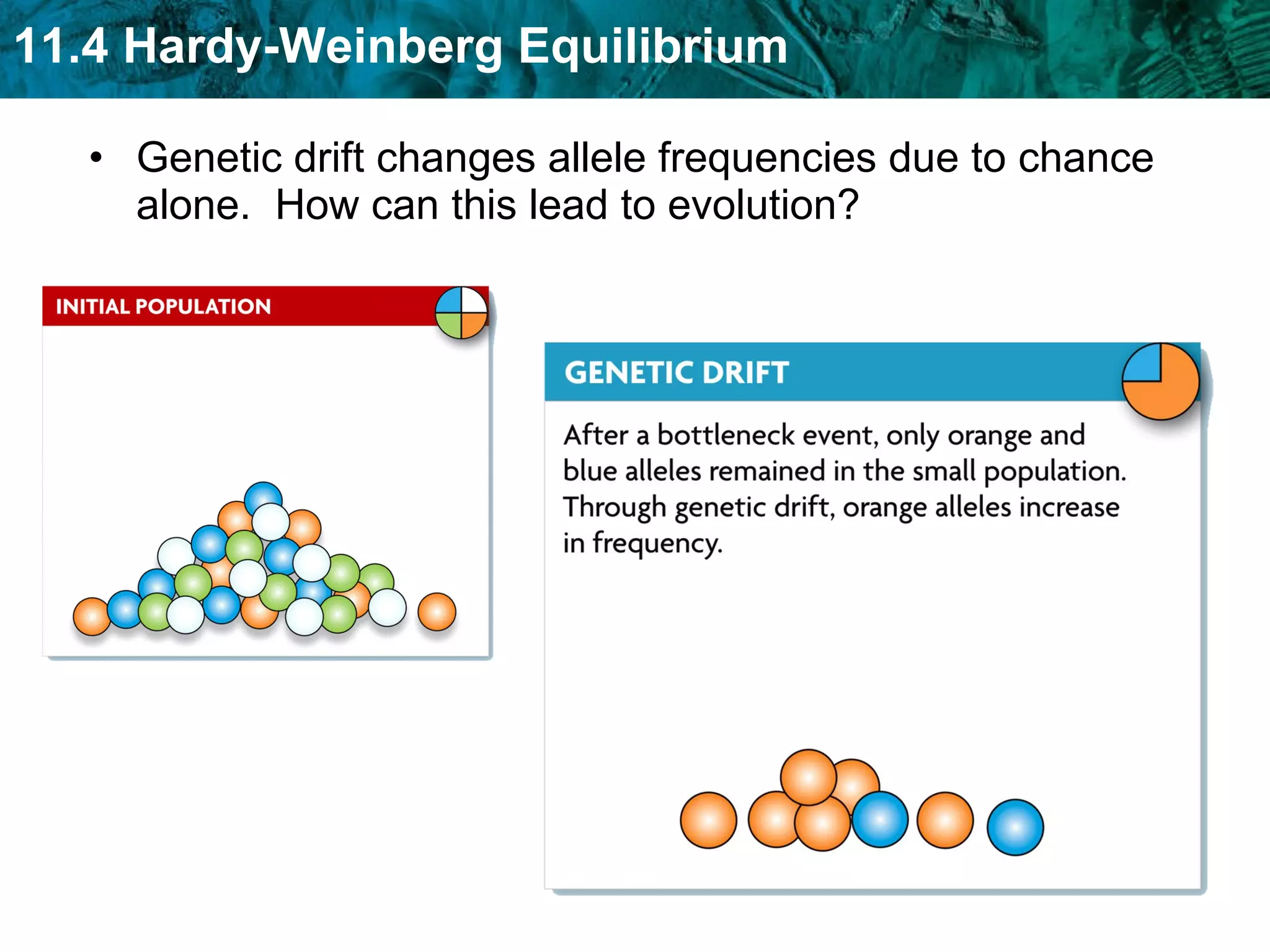 Genetic drift changes allele frequencies due to chance alone.  How can this lead to evolution? 