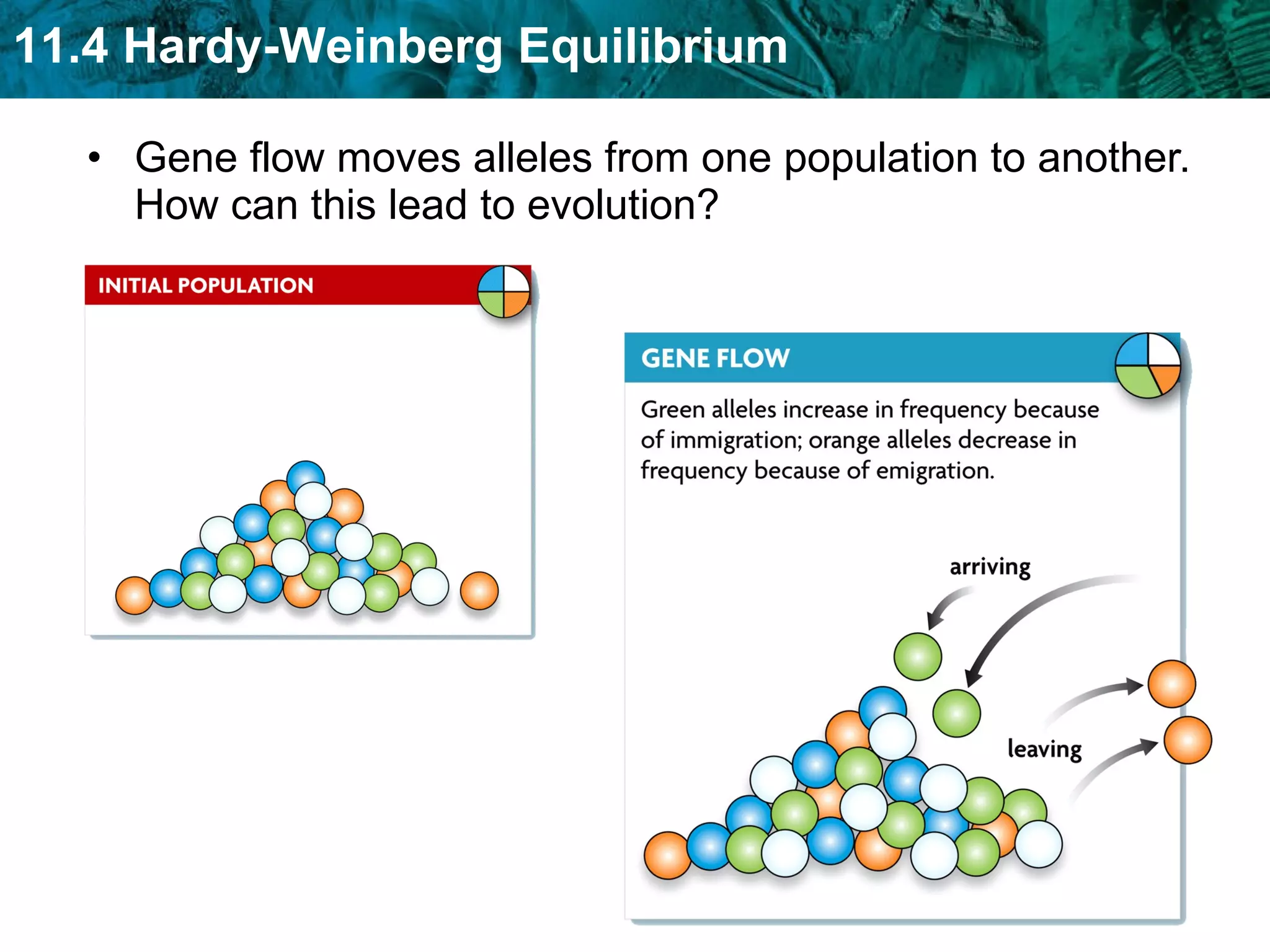 Gene flow moves alleles from one population to another. How can this lead to evolution? 
