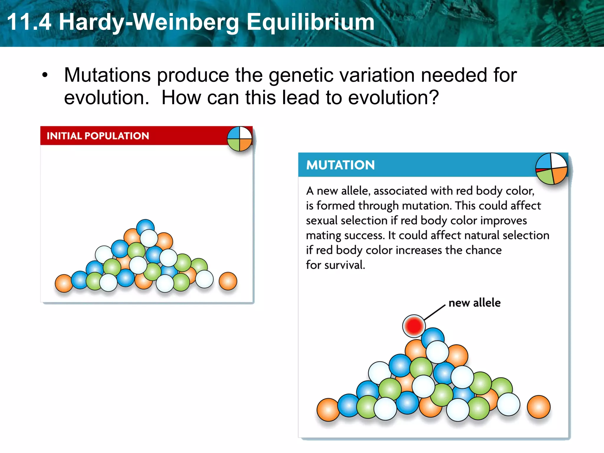 Mutations produce the genetic variation needed for evolution.  How can this lead to evolution? 