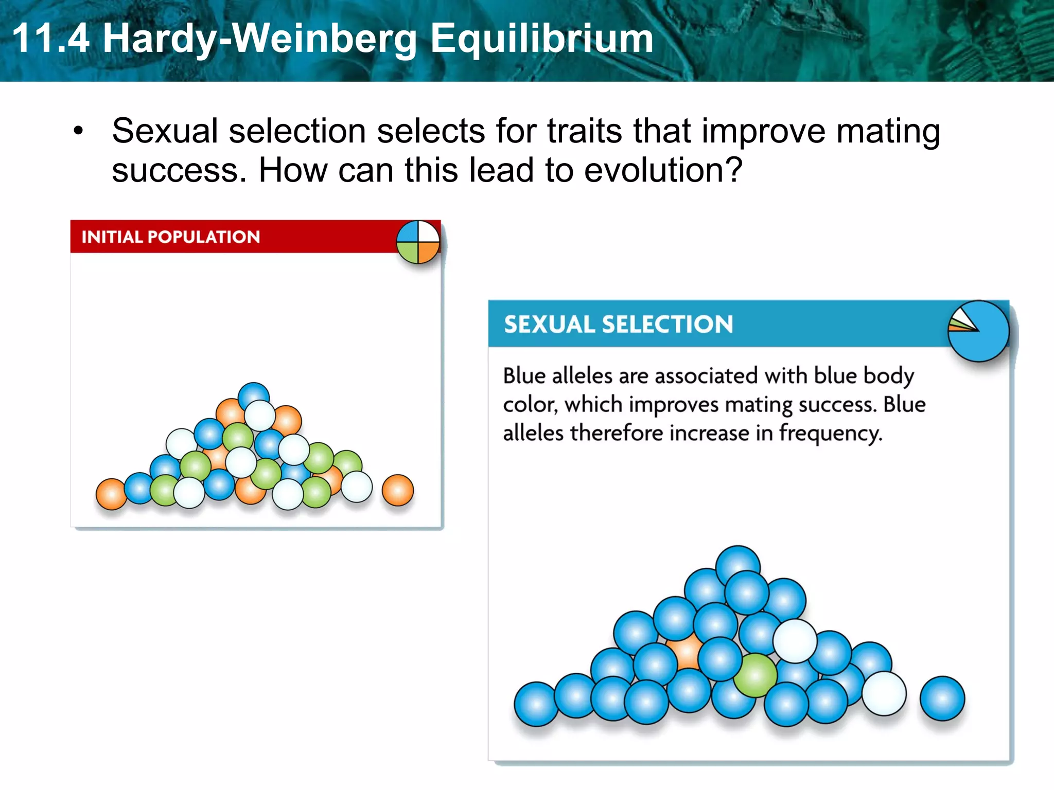 Sexual selection selects for traits that improve mating success. How can this lead to evolution? 