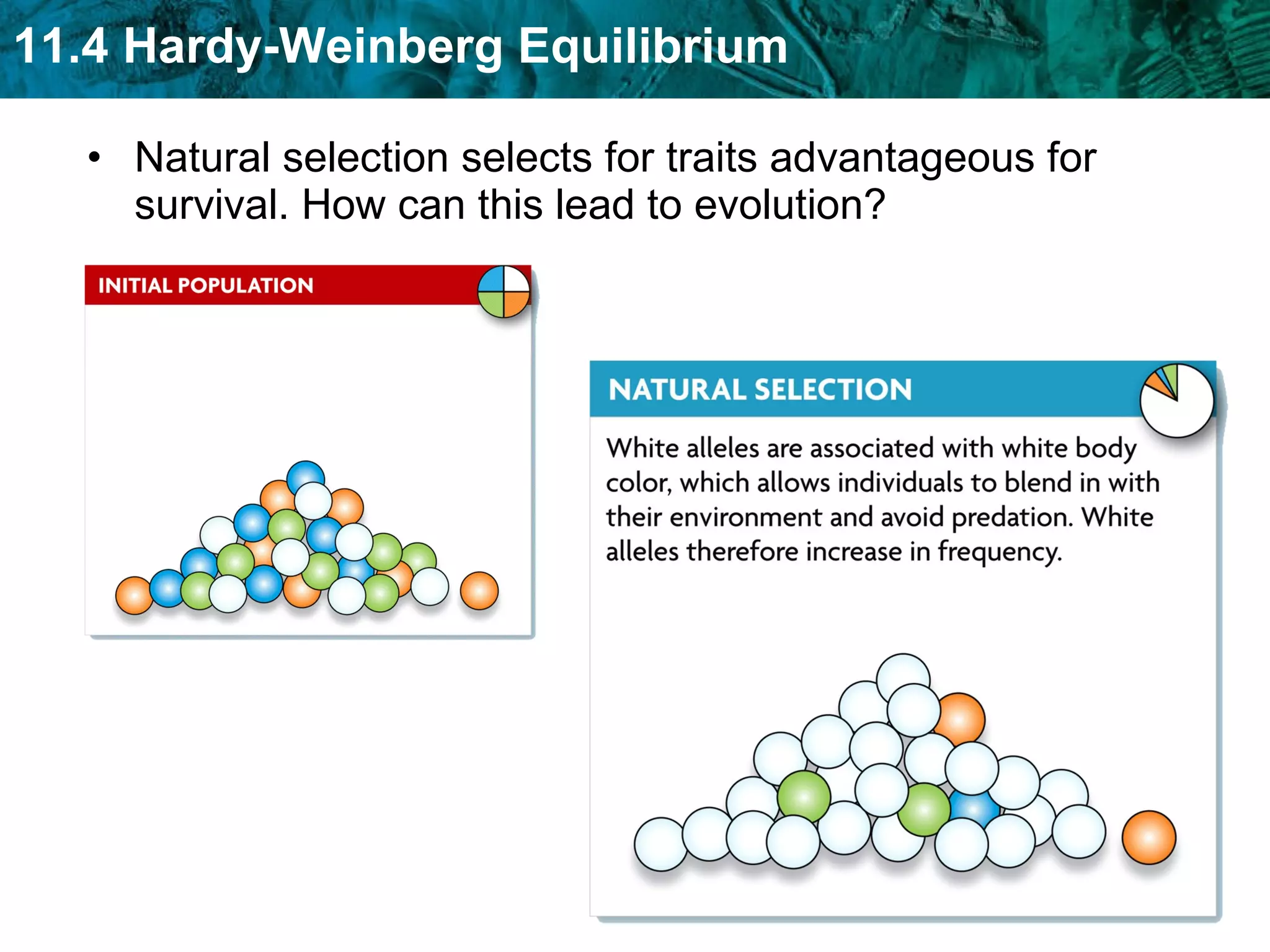 Natural selection selects for traits advantageous for survival. How can this lead to evolution? 