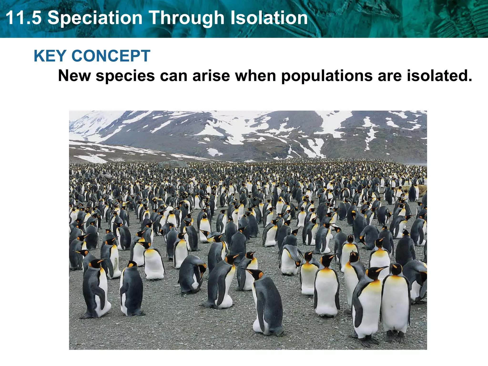 KEY CONCEPT  New species can arise when populations are isolated. 