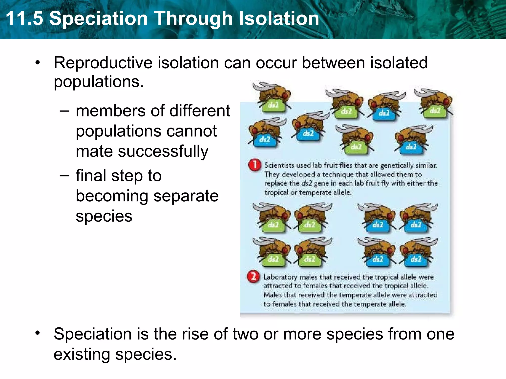 Reproductive isolation can occur between isolated populations. members of different populations cannot mate successfully final step to becoming separate species Speciation is the rise of two or more species from one existing species. 