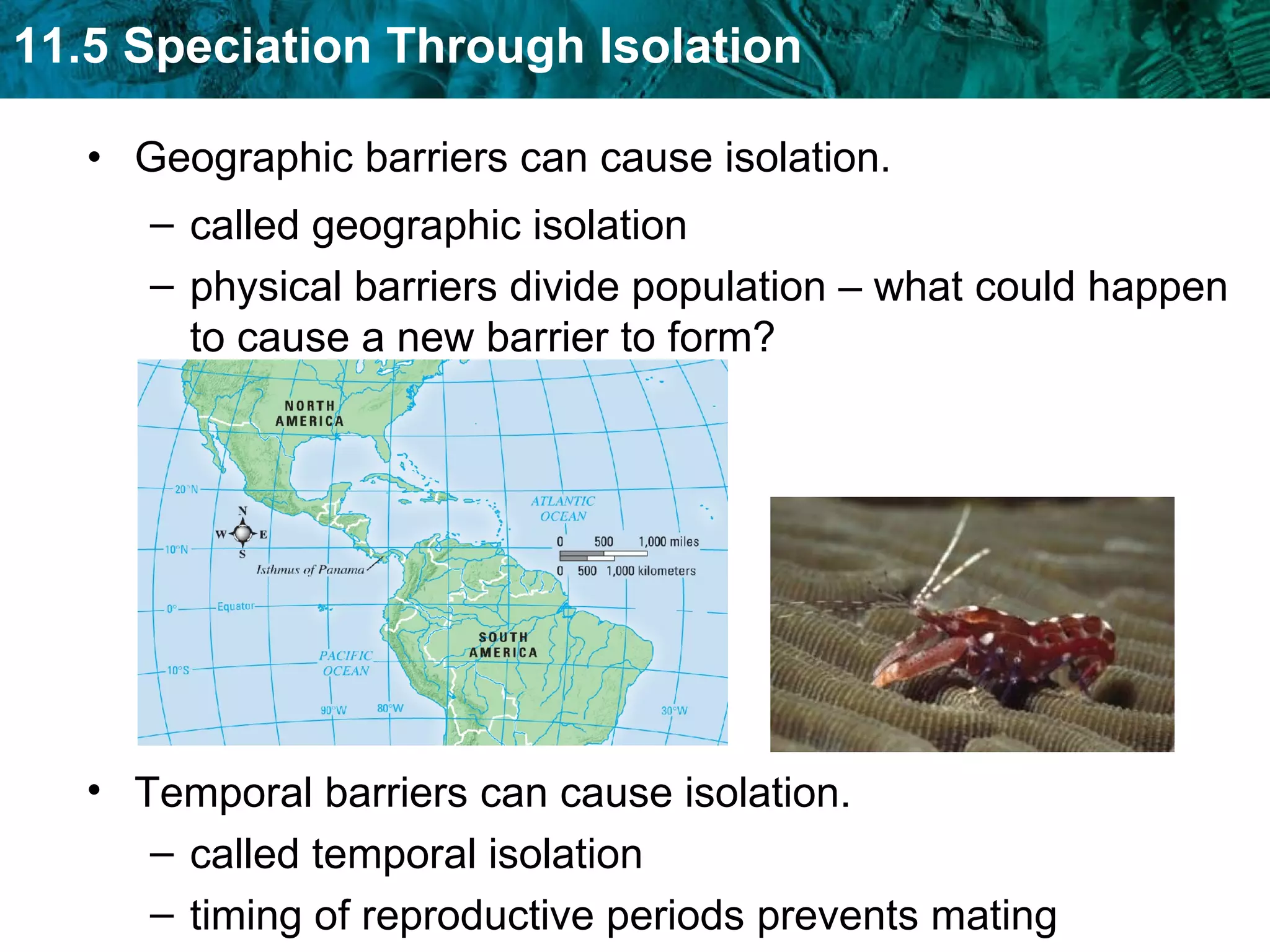 Geographic barriers can cause isolation. called geographic isolation physical barriers divide population – what could happen to cause a new barrier to form?  Temporal barriers can cause isolation. called temporal isolation timing of reproductive periods prevents mating 