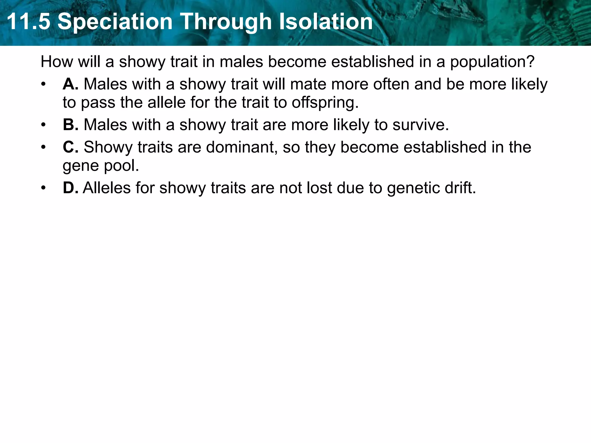 How will a showy trait in males become established in a population?  A.  Males with a showy trait will mate more often and be more likely to pass the allele for the trait to offspring.  B.  Males with a showy trait are more likely to survive.  C.  Showy traits are dominant, so they become established in the gene pool.  D.  Alleles for showy traits are not lost due to genetic drift. 