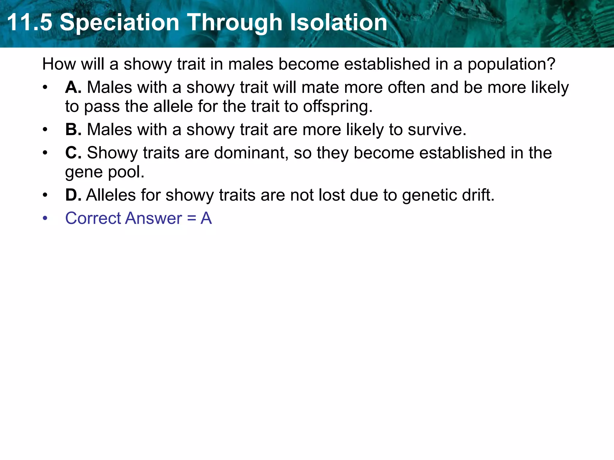 How will a showy trait in males become established in a population?  A.  Males with a showy trait will mate more often and be more likely to pass the allele for the trait to offspring.  B.  Males with a showy trait are more likely to survive.  C.  Showy traits are dominant, so they become established in the gene pool.  D.  Alleles for showy traits are not lost due to genetic drift. Correct Answer = A 