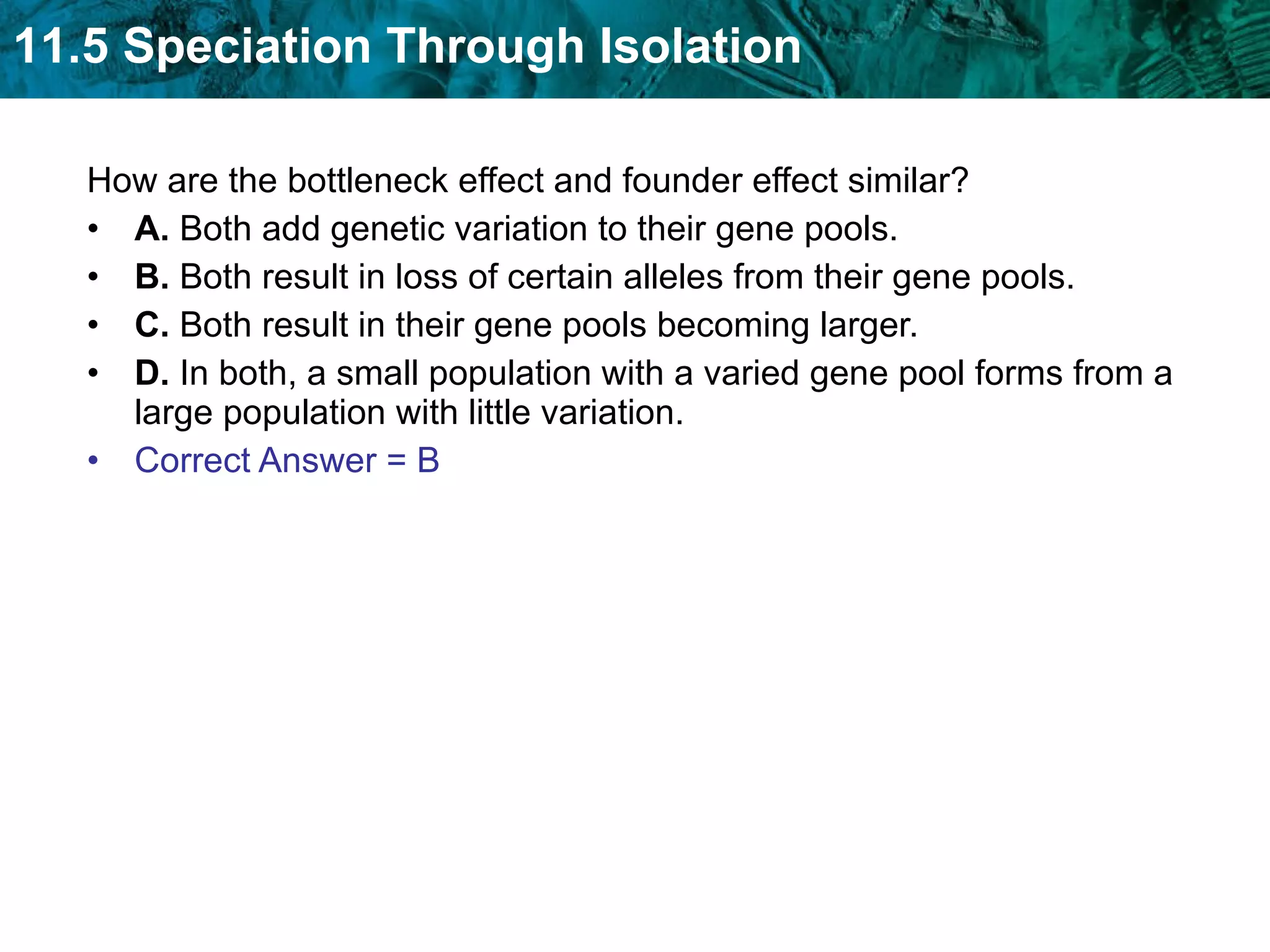 How are the bottleneck effect and founder effect similar?  A.  Both add genetic variation to their gene pools.  B.  Both result in loss of certain alleles from their gene pools.  C.  Both result in their gene pools becoming larger.  D.  In both, a small population with a varied gene pool forms from a large population with little variation. Correct Answer = B 