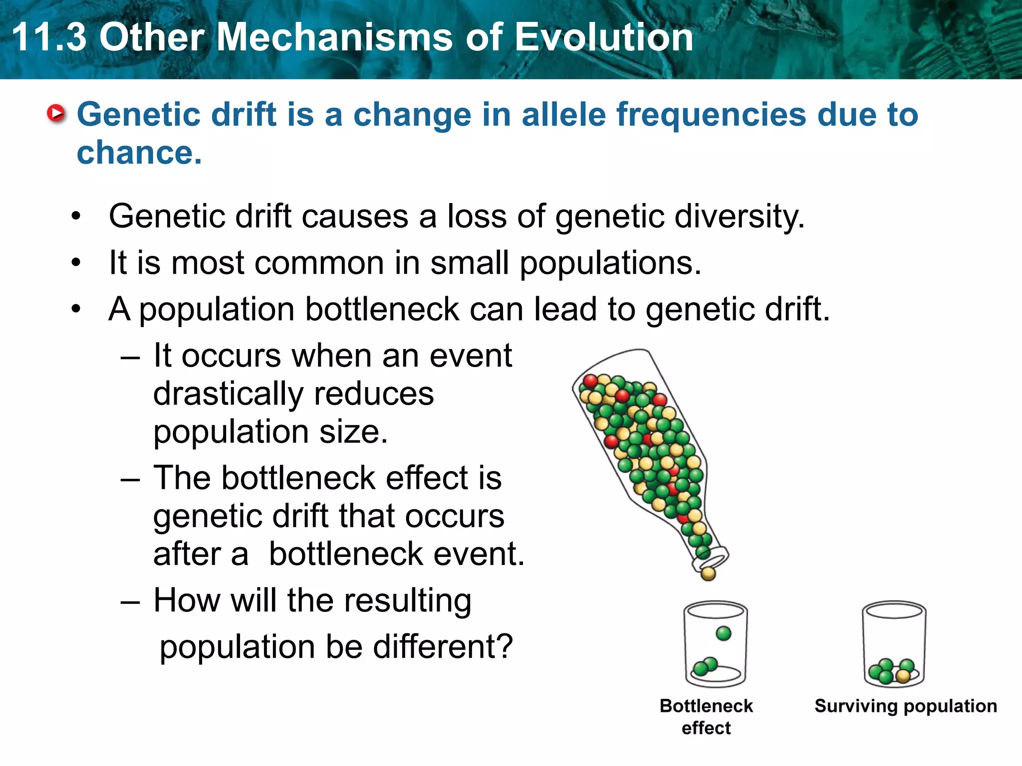 Genetic drift is a change in allele frequencies due to chance.  Genetic drift causes a loss of genetic diversity. It is most common in small populations. A population bottleneck can lead to genetic drift.  It occurs when an event drastically reduces population size. The bottleneck effect is genetic drift that occurs after a  bottleneck event. How will the resulting  population be different? 